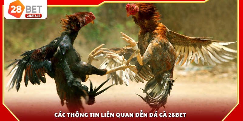 Các thông tin liên quan đến đá gà 28BET