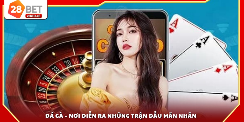 Đá gà – Nơi diễn ra những trận đấu mãn nhãn